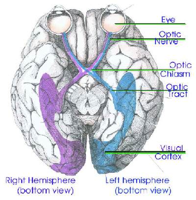 Connecting two half brains with a brainmachine